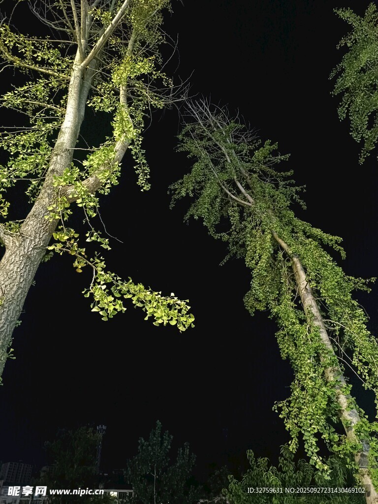 夜下蔥郁樹(shù)木