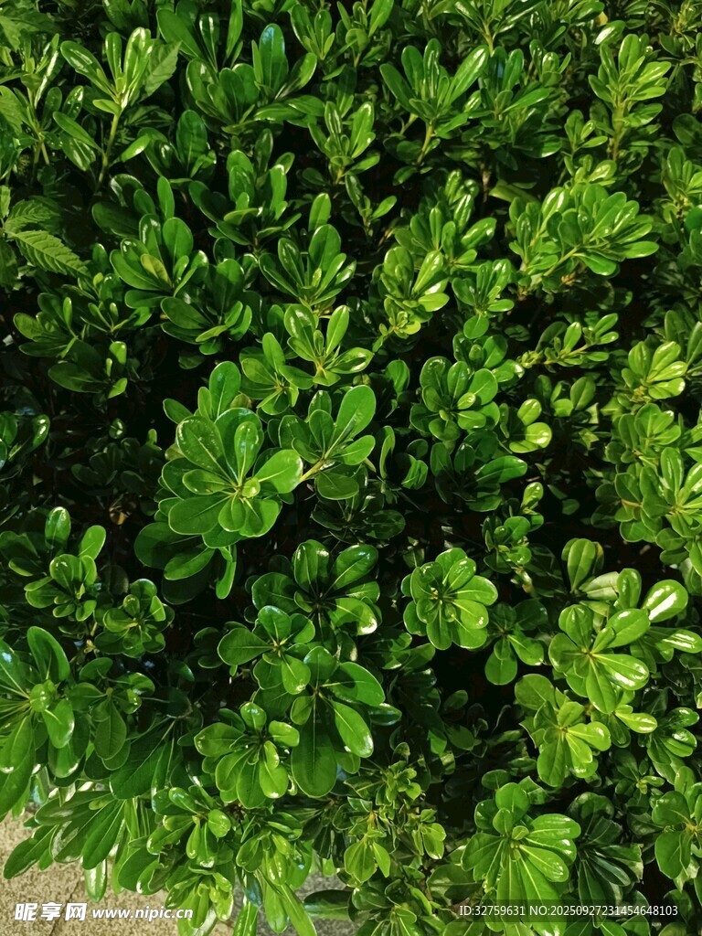 翠綠繁茂的灌木叢