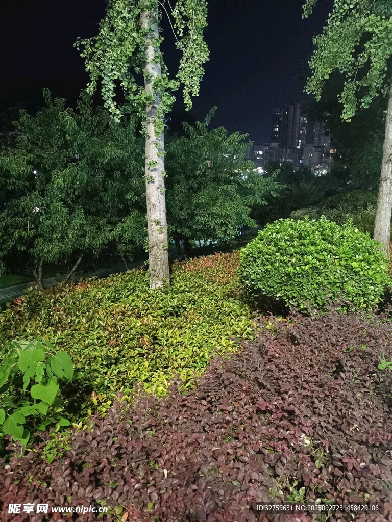 夜晚綠植景觀