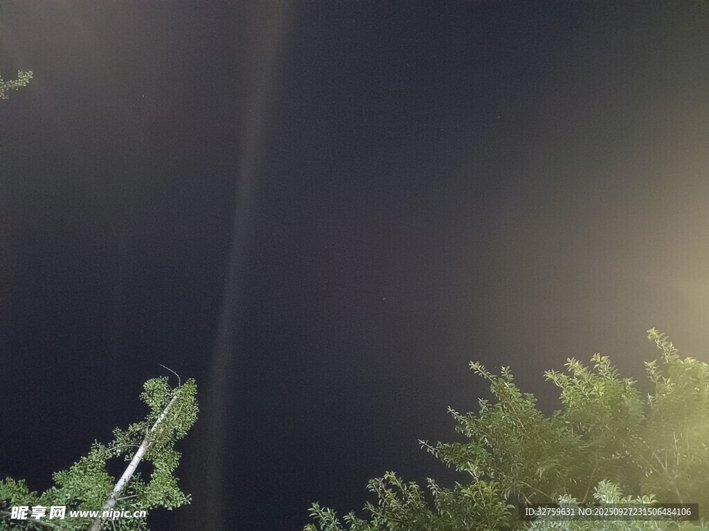 夜空中的光束與綠植