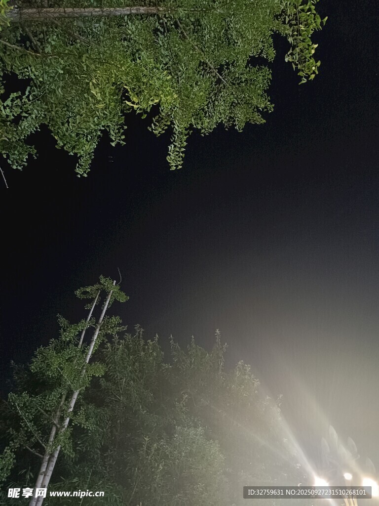 夜晚林間燈光穿透枝葉