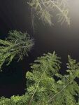 仰視蔥郁樹木的獨特視角