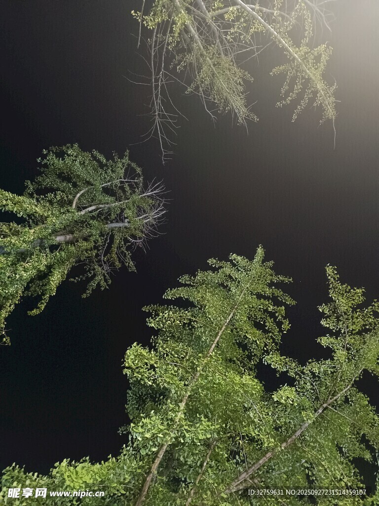 仰視蔥郁樹木的獨特視角
