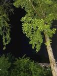 夜晚的綠樹景致