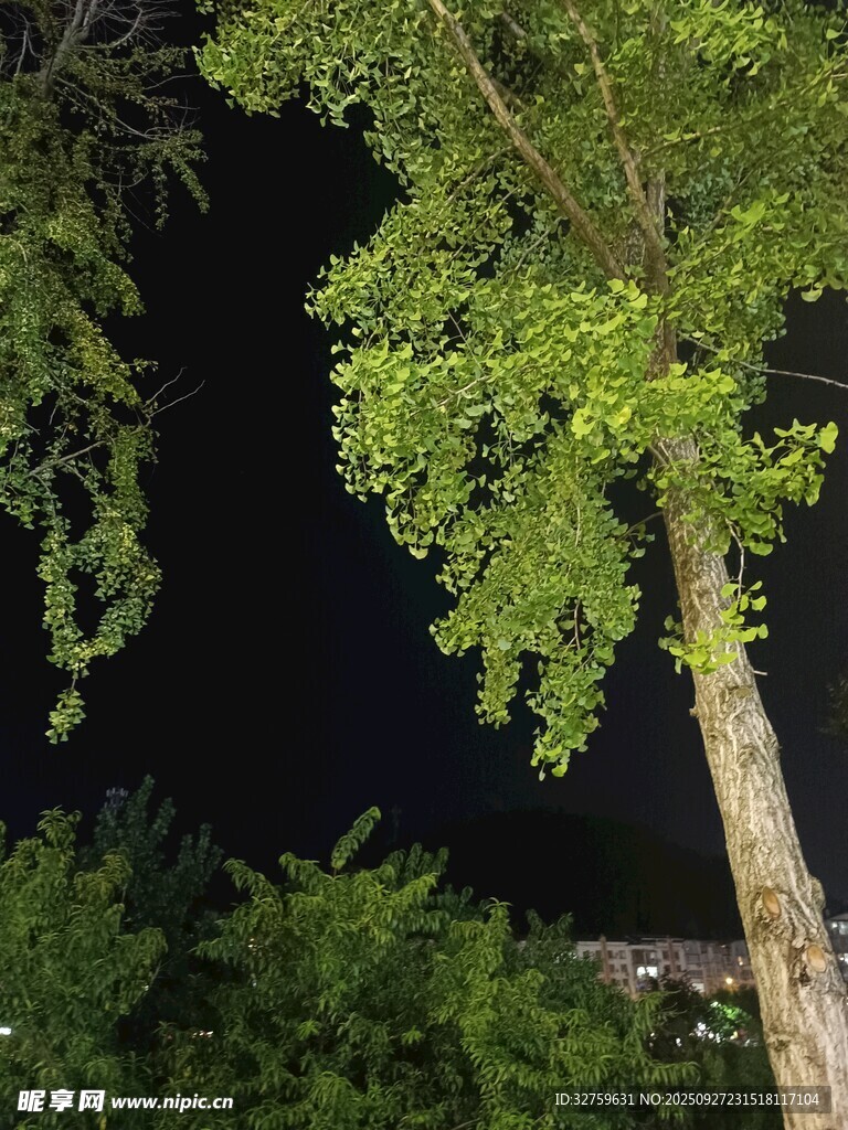夜晚的綠樹(shù)景致