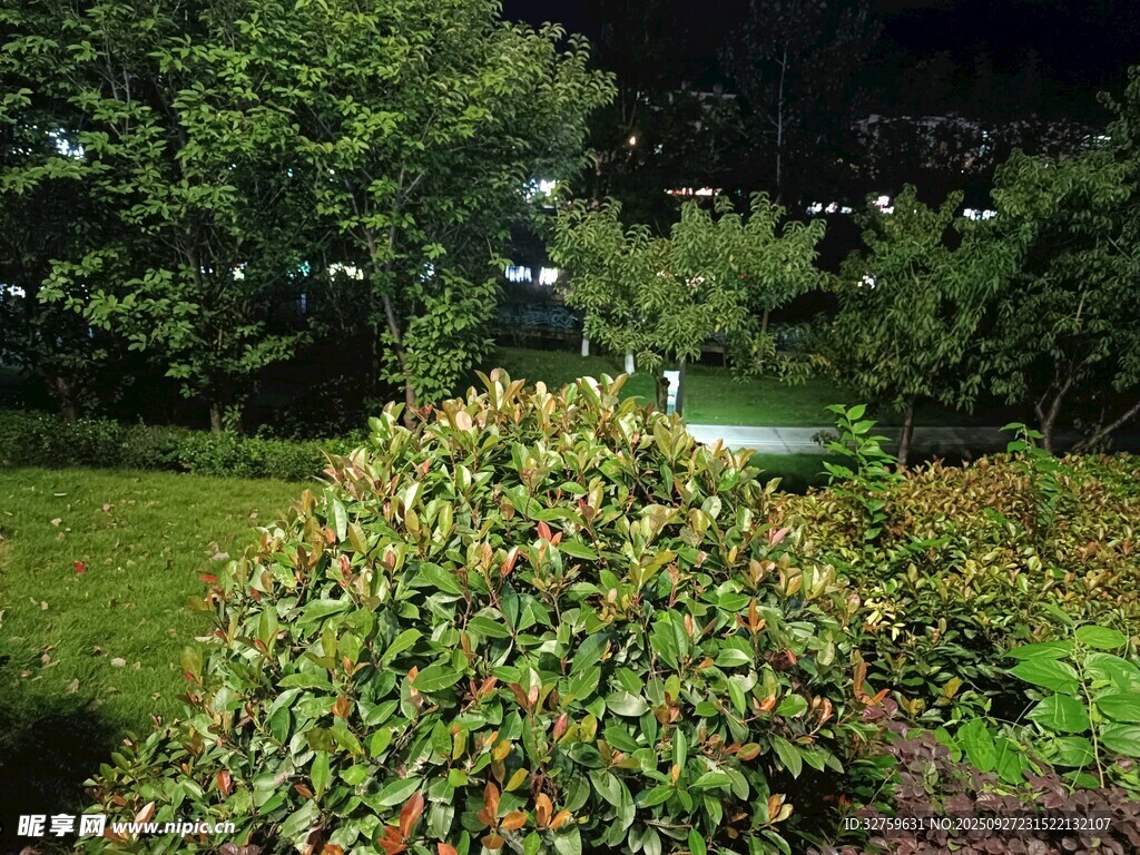 夜晚花園中的綠植景觀