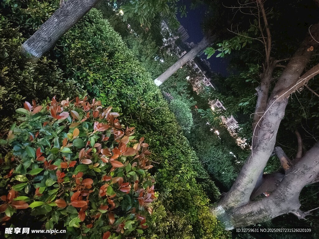 繁茂綠植景觀