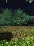 夜晚綠植景觀
