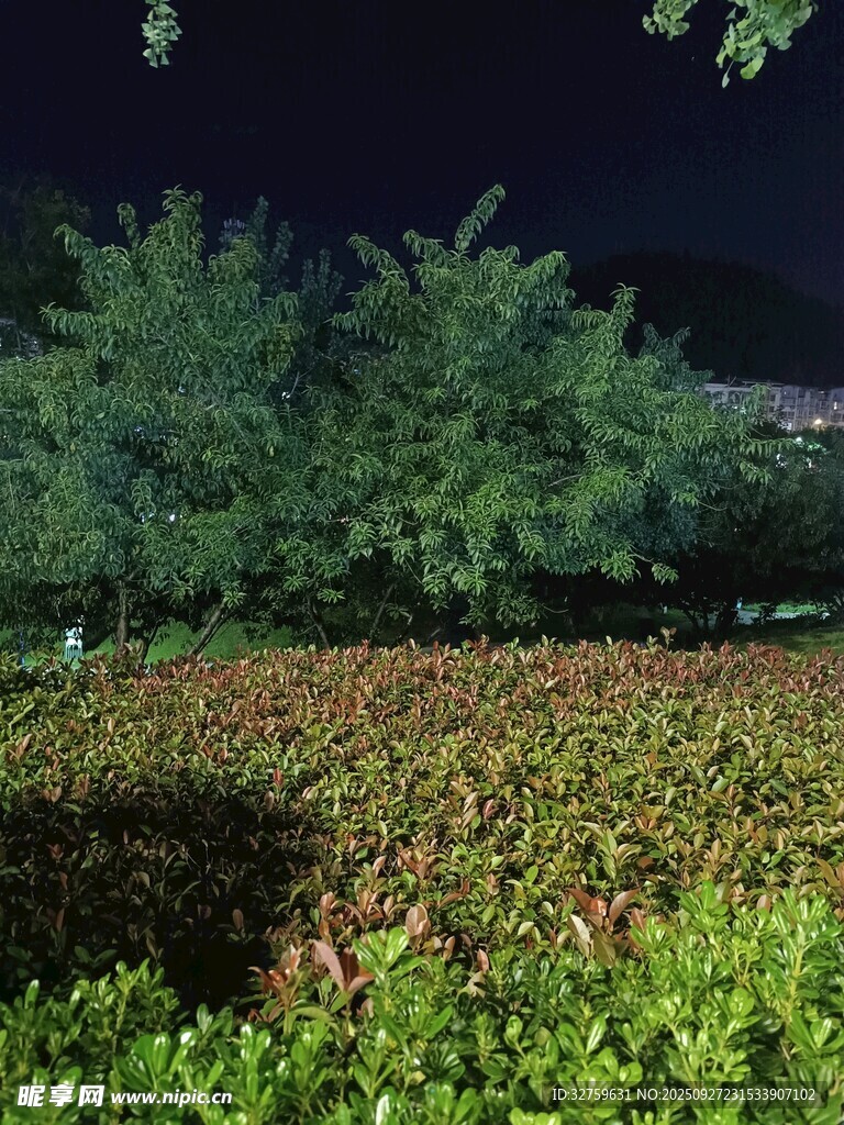 夜晚綠植景觀