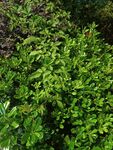 茂密翠綠的植物景觀