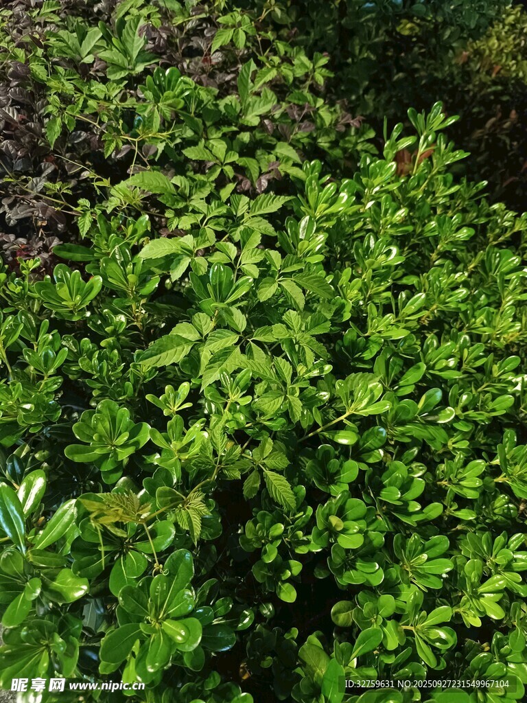 茂密翠綠的植物景觀
