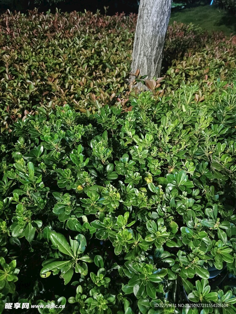 樹下綠植景觀