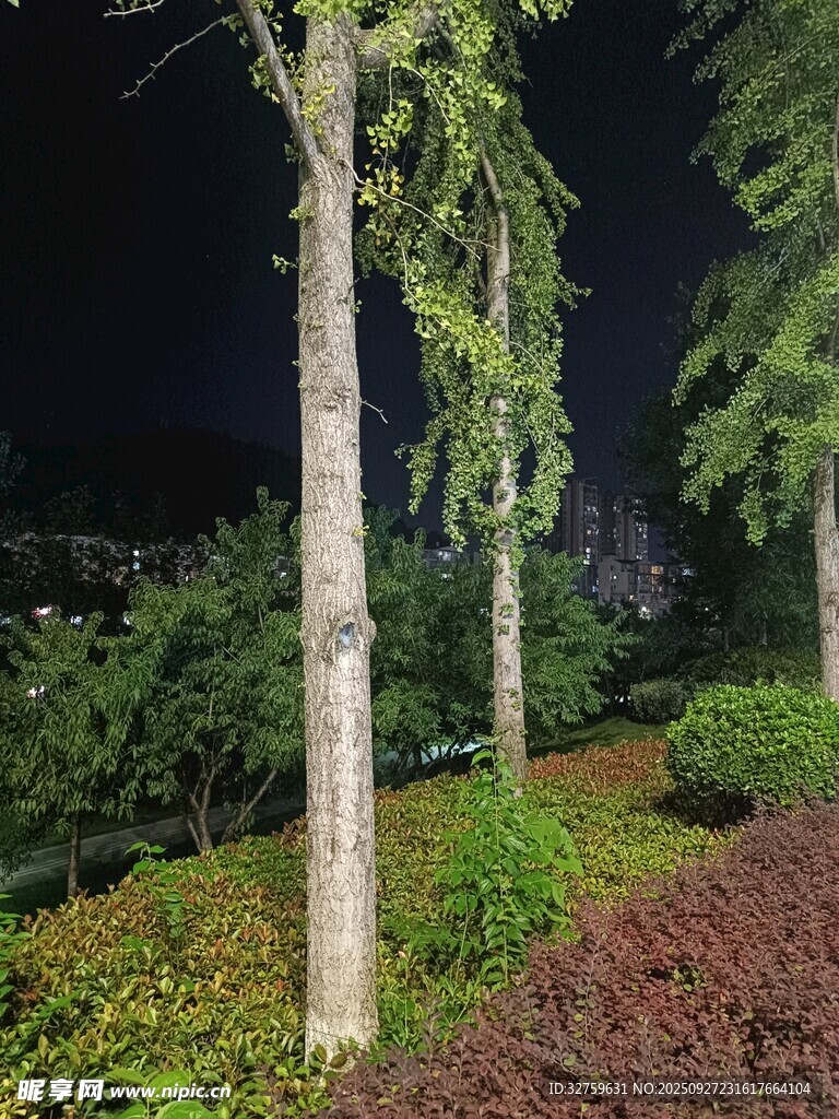 夜晚園林綠植景觀