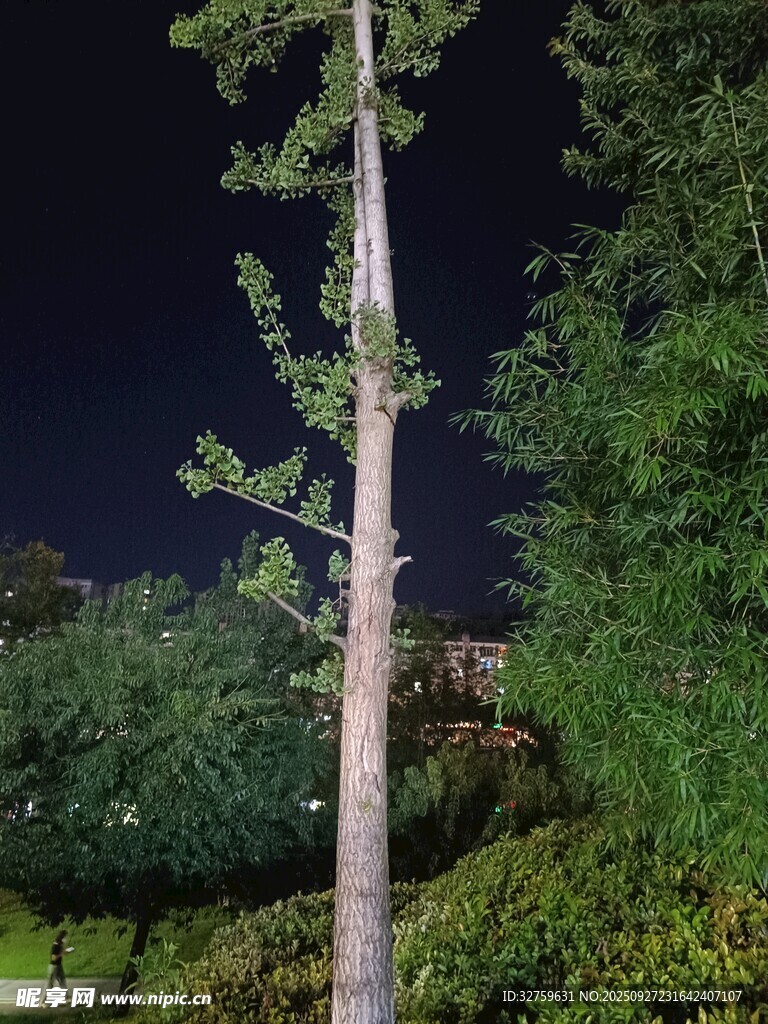 夜間挺拔樹木與周邊綠植