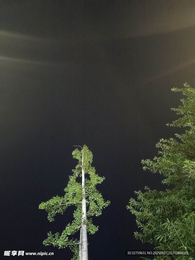 夜空下的挺拔樹木