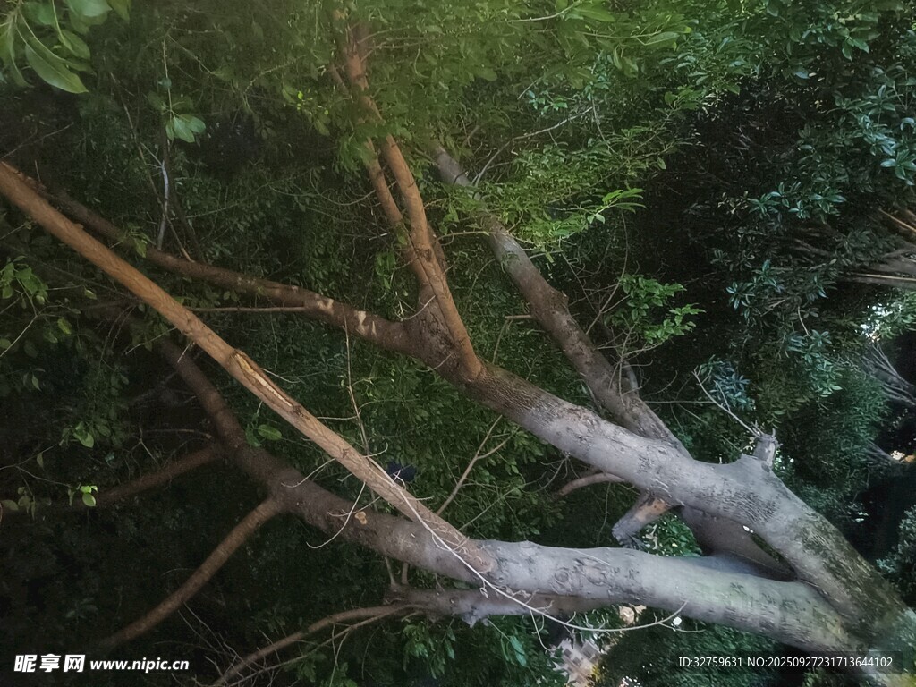 倒下的大樹橫亙林間