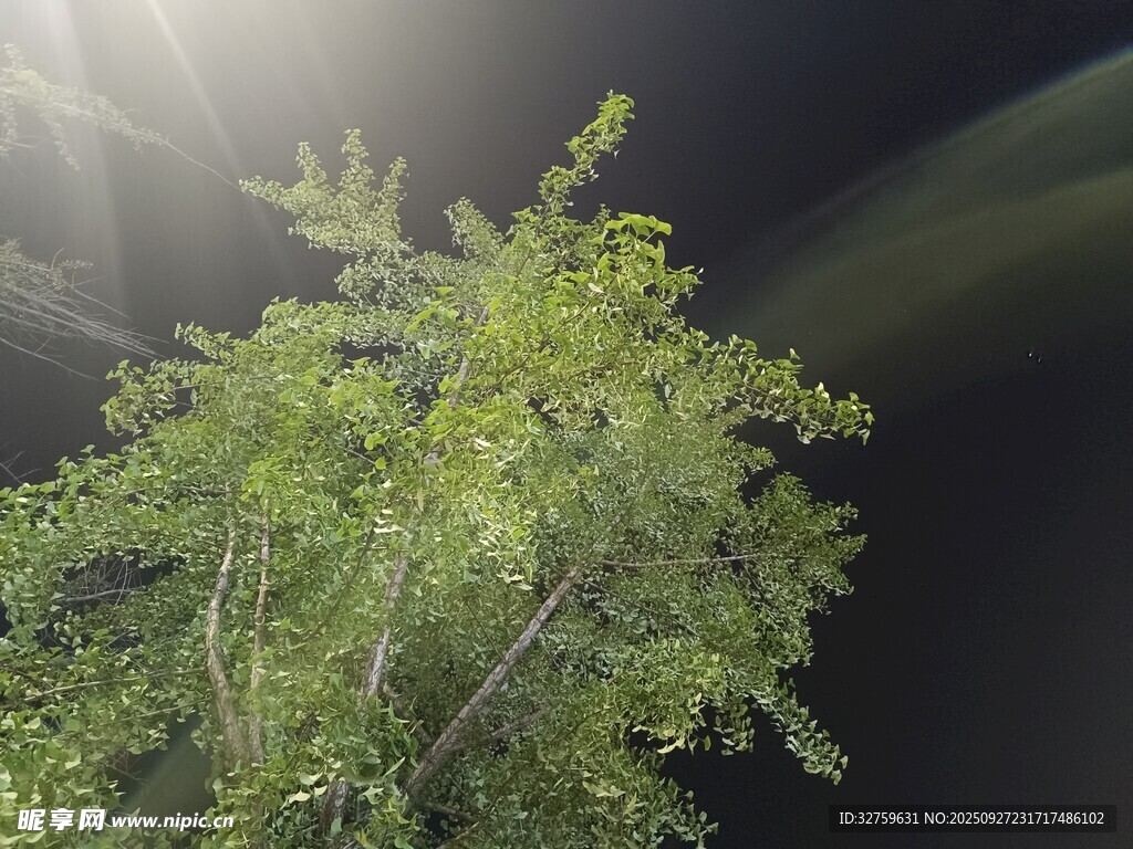 夜空中的蔥郁綠樹