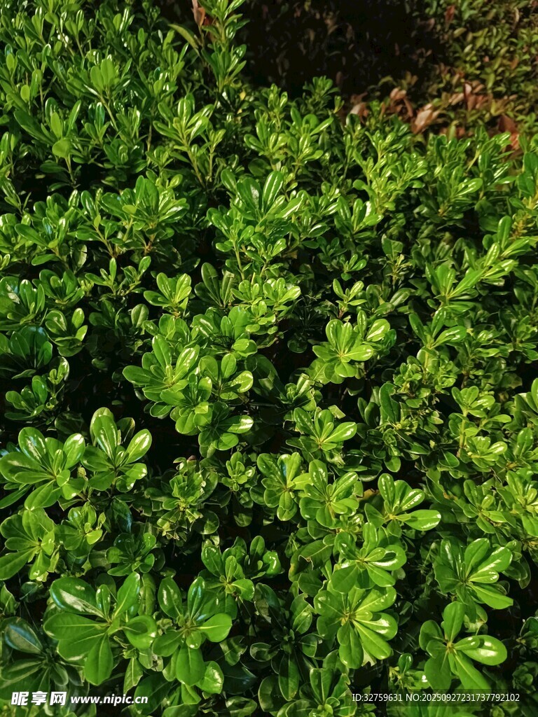 翠綠繁茂的灌木叢