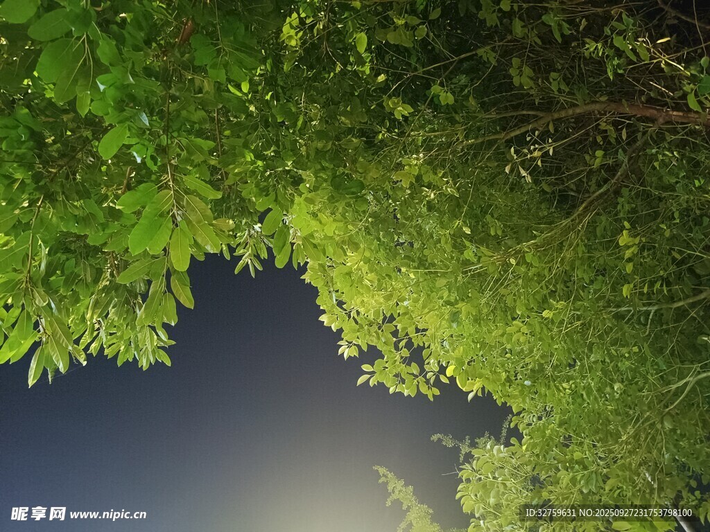綠蔭下的天空美景
