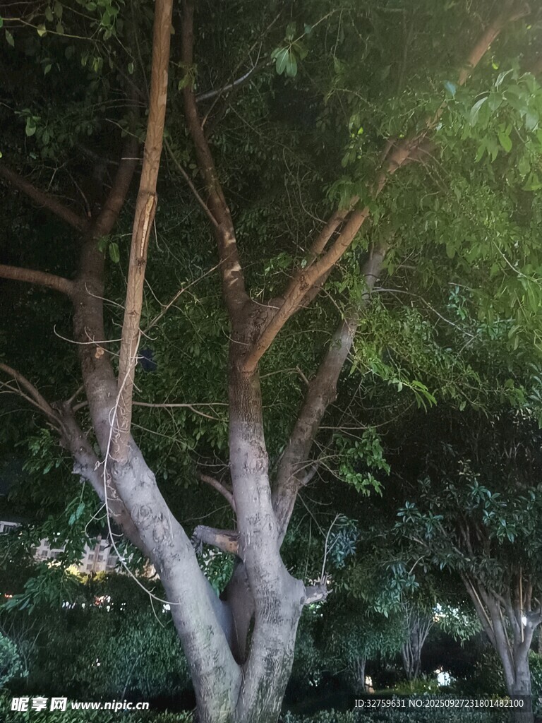 彎曲樹干的茂密樹木