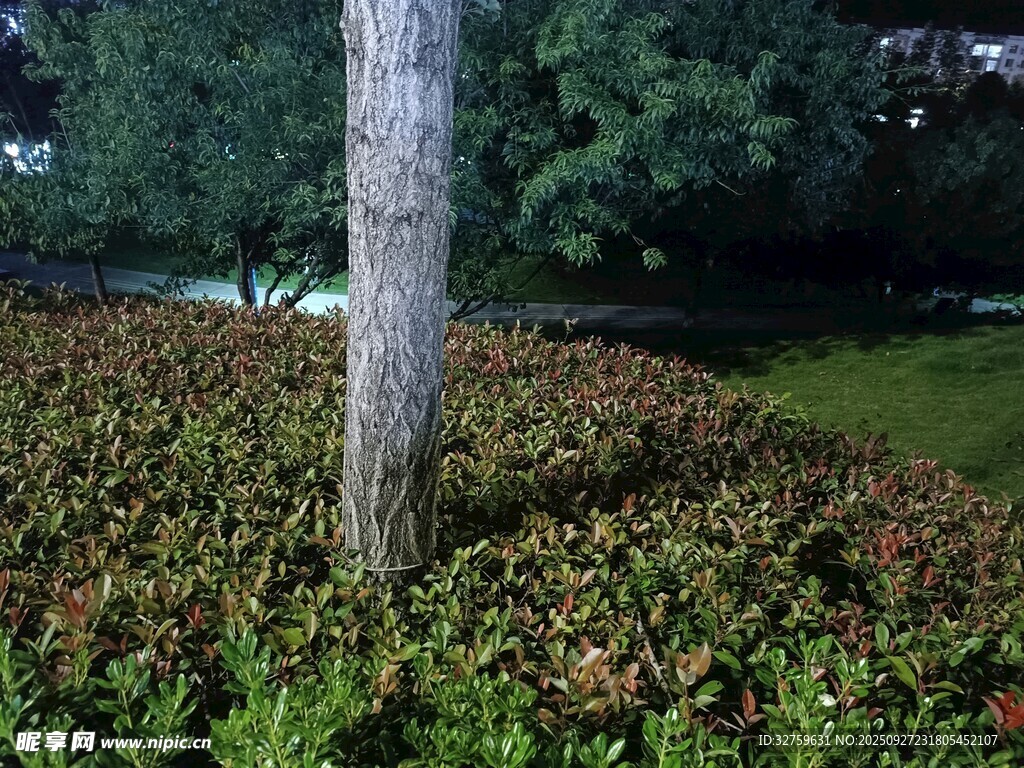 樹下綠植景觀