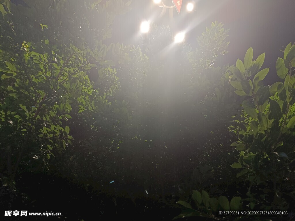 夜晚林間透出的神秘光線