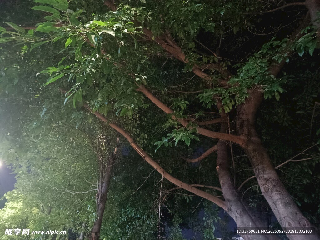 繁茂樹林中的交錯(cuò)樹枝