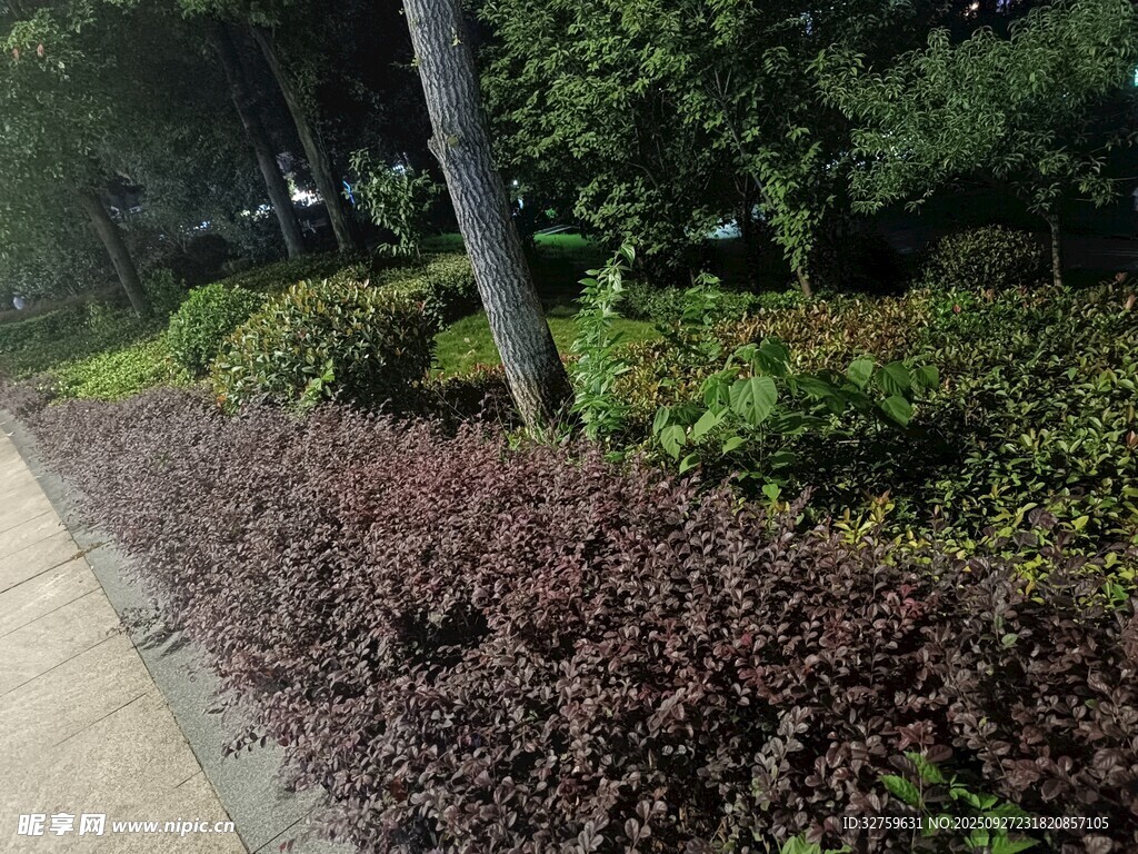路邊紫葉植物景觀