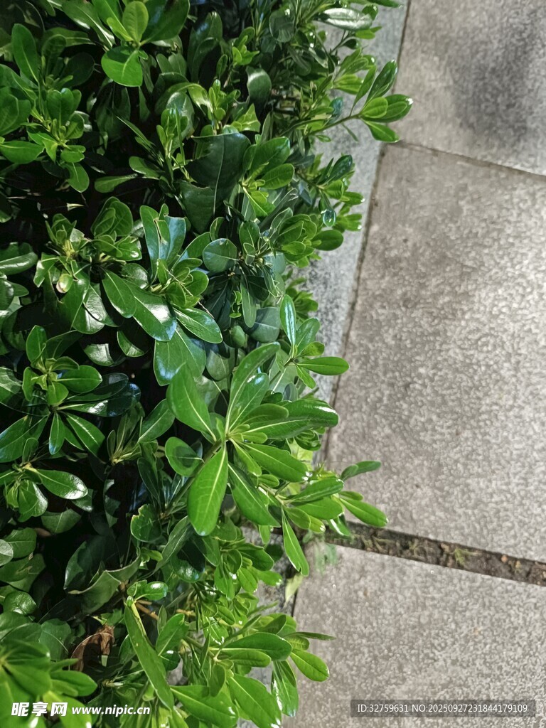 路邊翠綠灌木叢