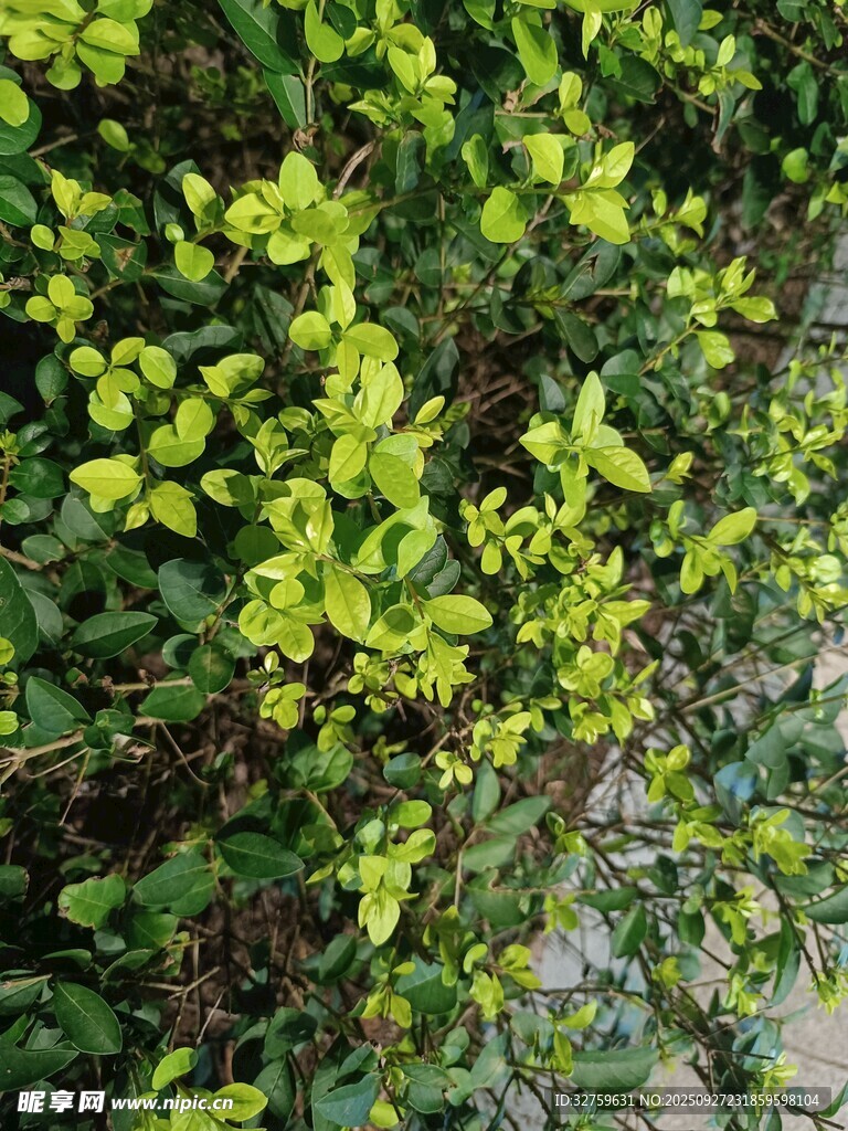 翠綠叢生植物景觀