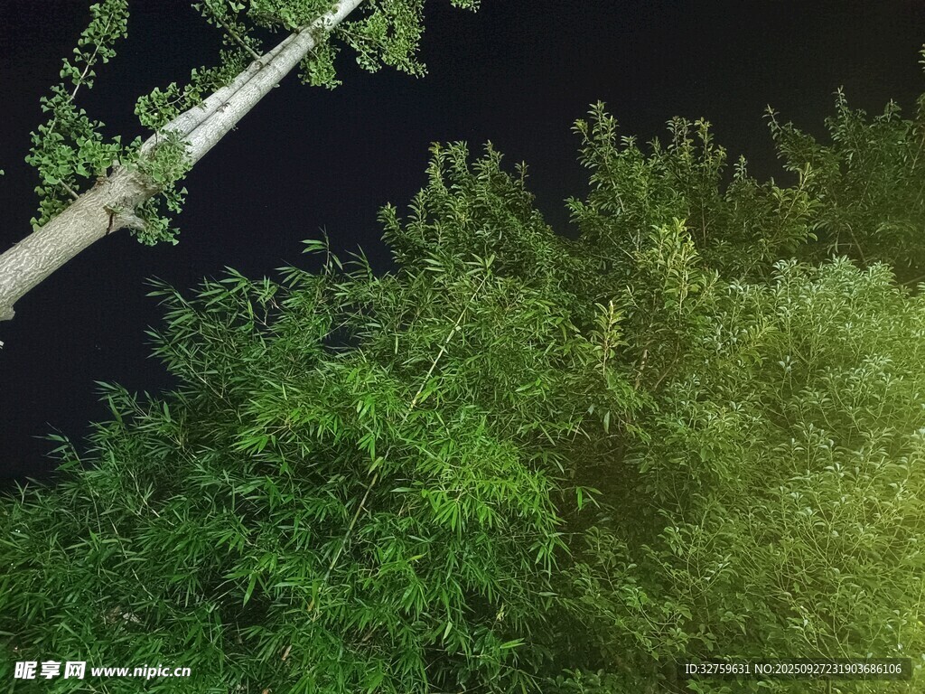 夜空下的蔥郁樹木