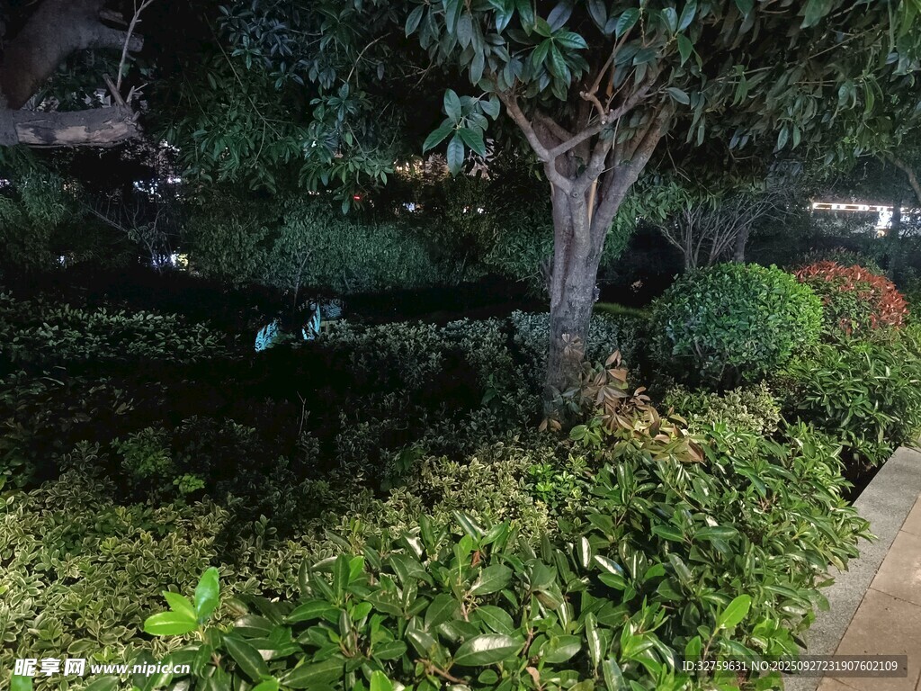 夜晚的綠植景觀