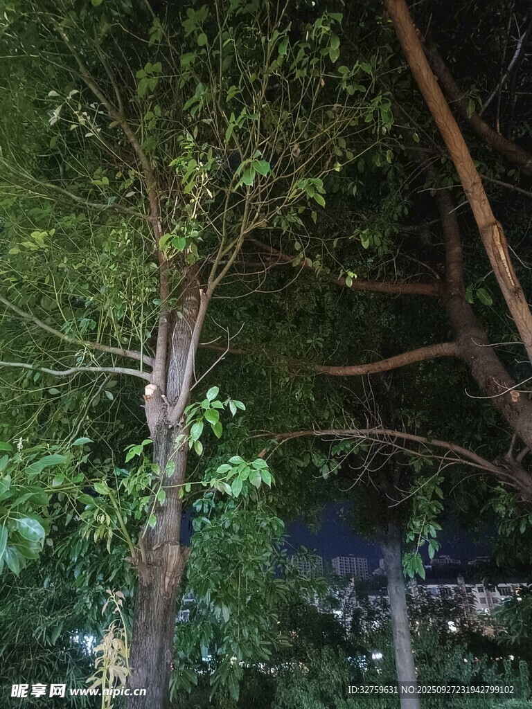 夜色中繁茂的樹木景觀
