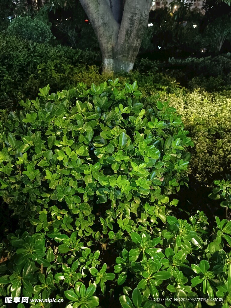 綠意盎然的灌木景觀