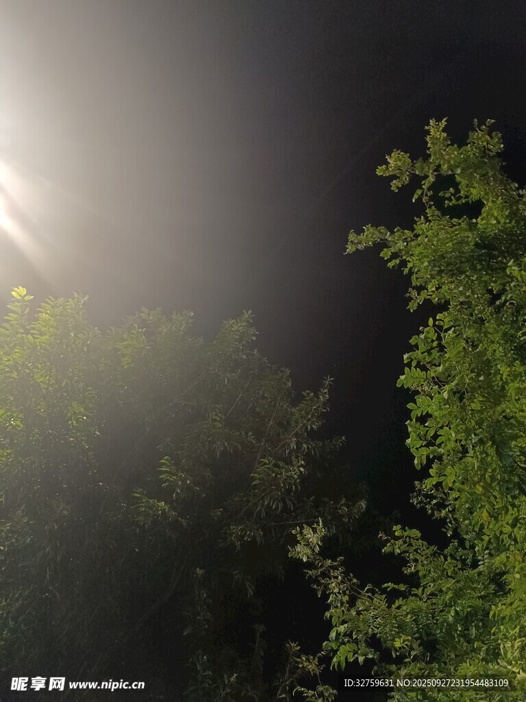 林間微光穿透綠葉景象