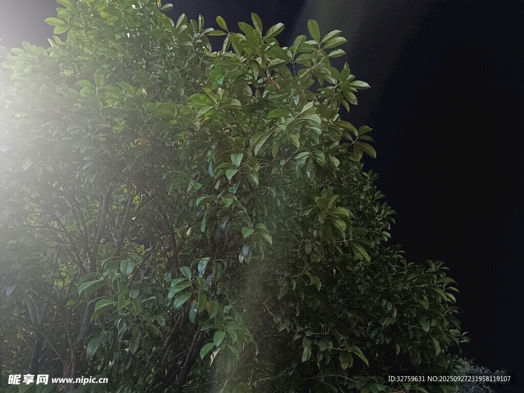 夜間綠植被燈光照亮