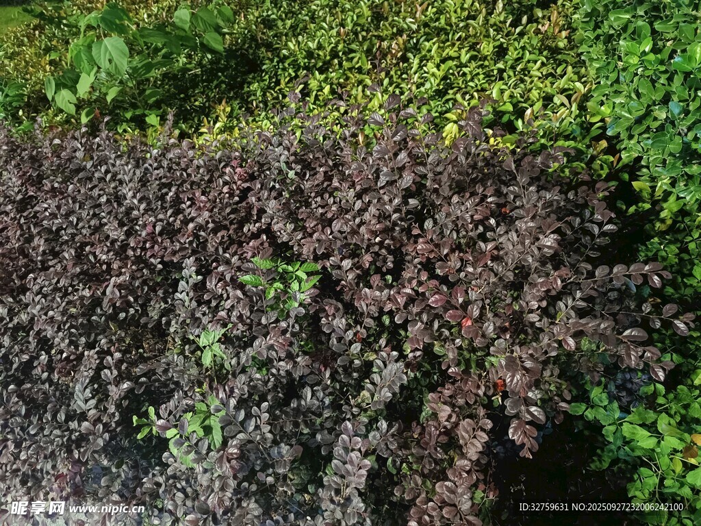 紫綠相間的多彩植物景觀(guān)