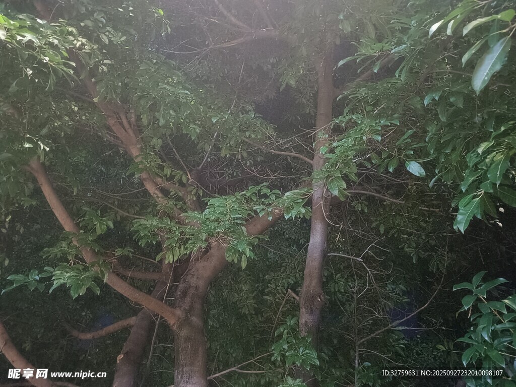 茂密樹林中的繁茂枝葉