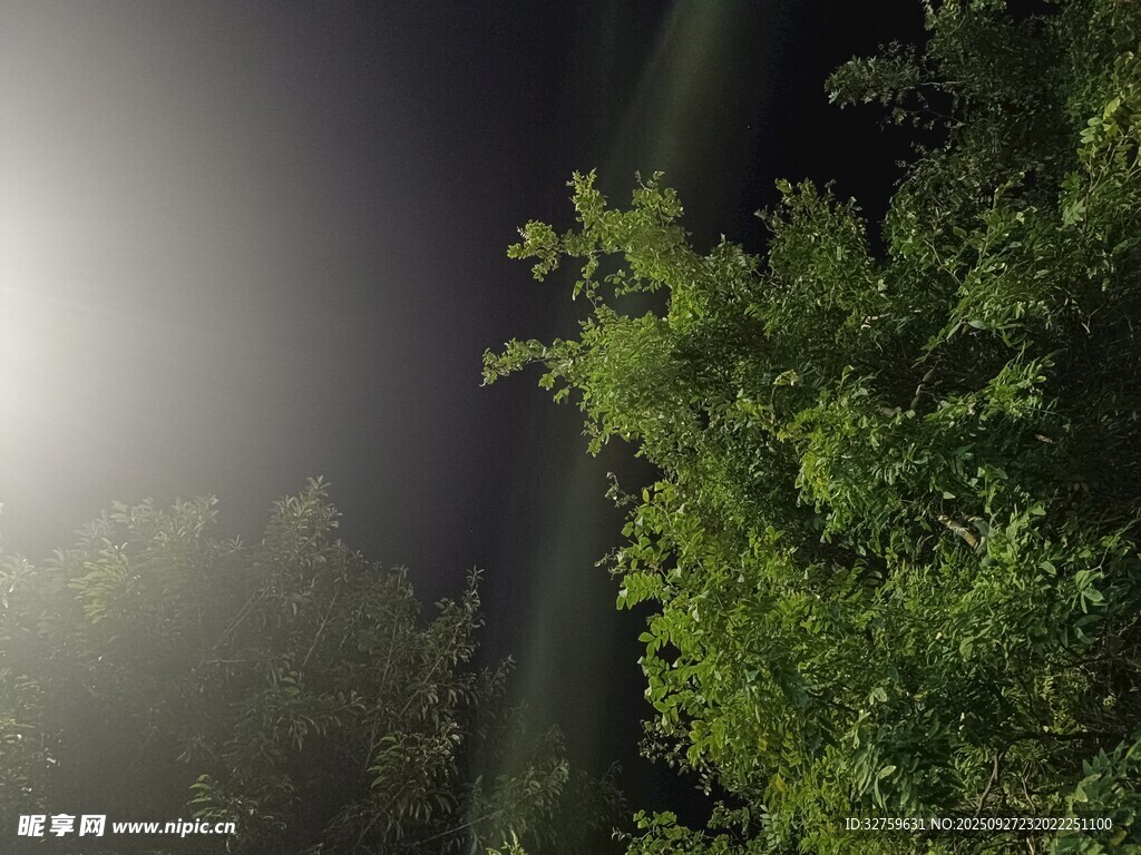 夜中樹林的朦朧光影