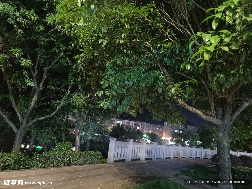 夜晚林蔭下的靜謐場景