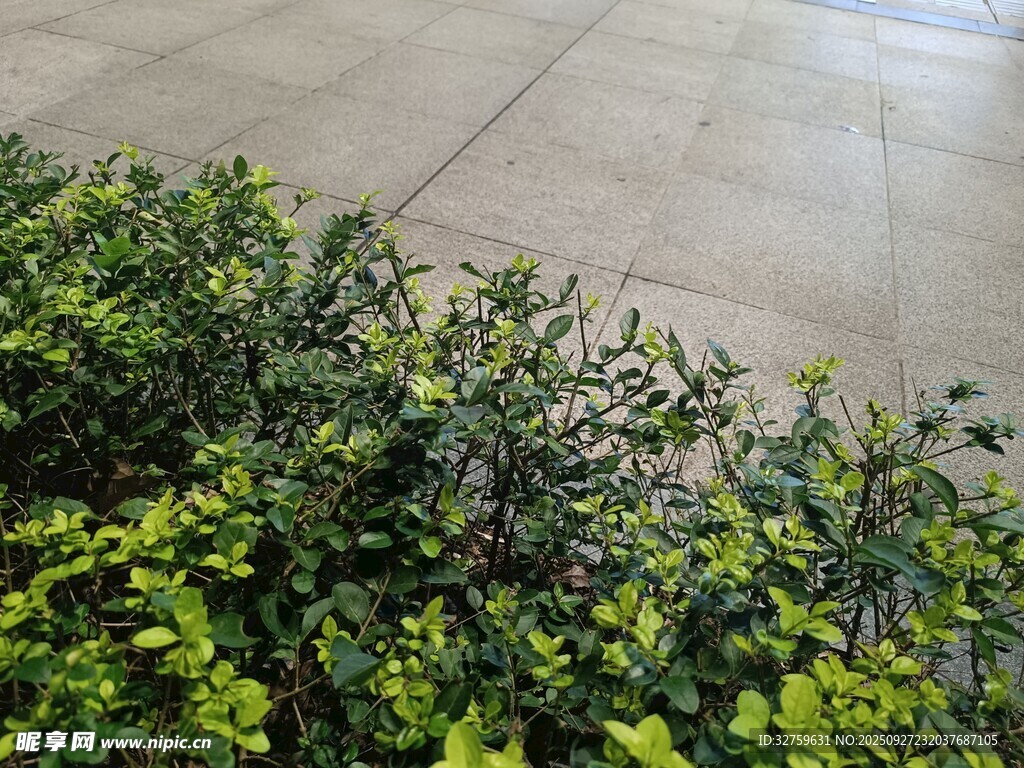 路邊翠綠灌木叢