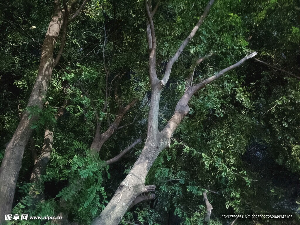森林中枯樹(shù)與繁茂綠植