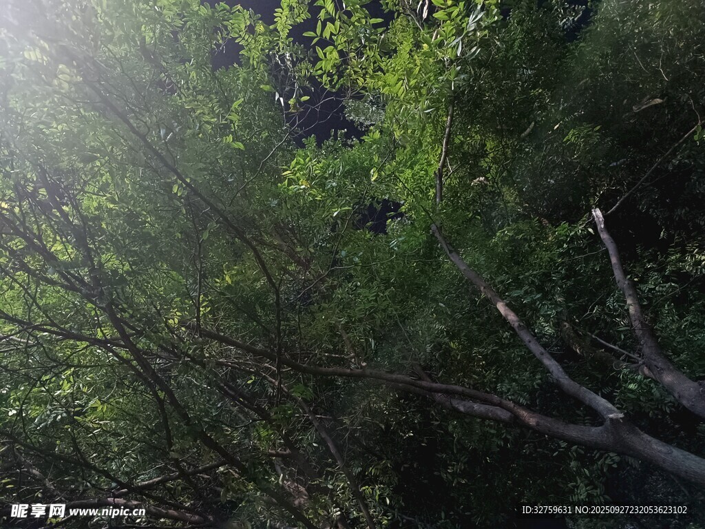 陽光灑落茂密樹林間
