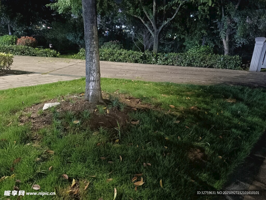 樹下綠意盎然的草坪景觀