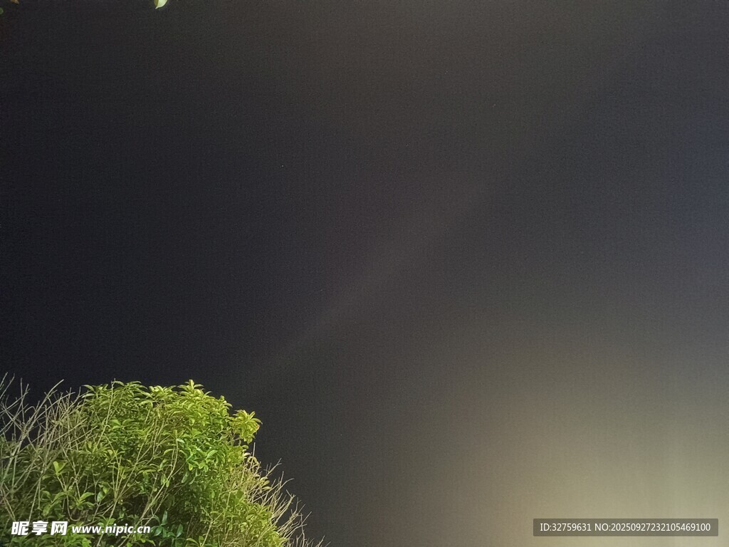 夜空下的蔥郁綠植