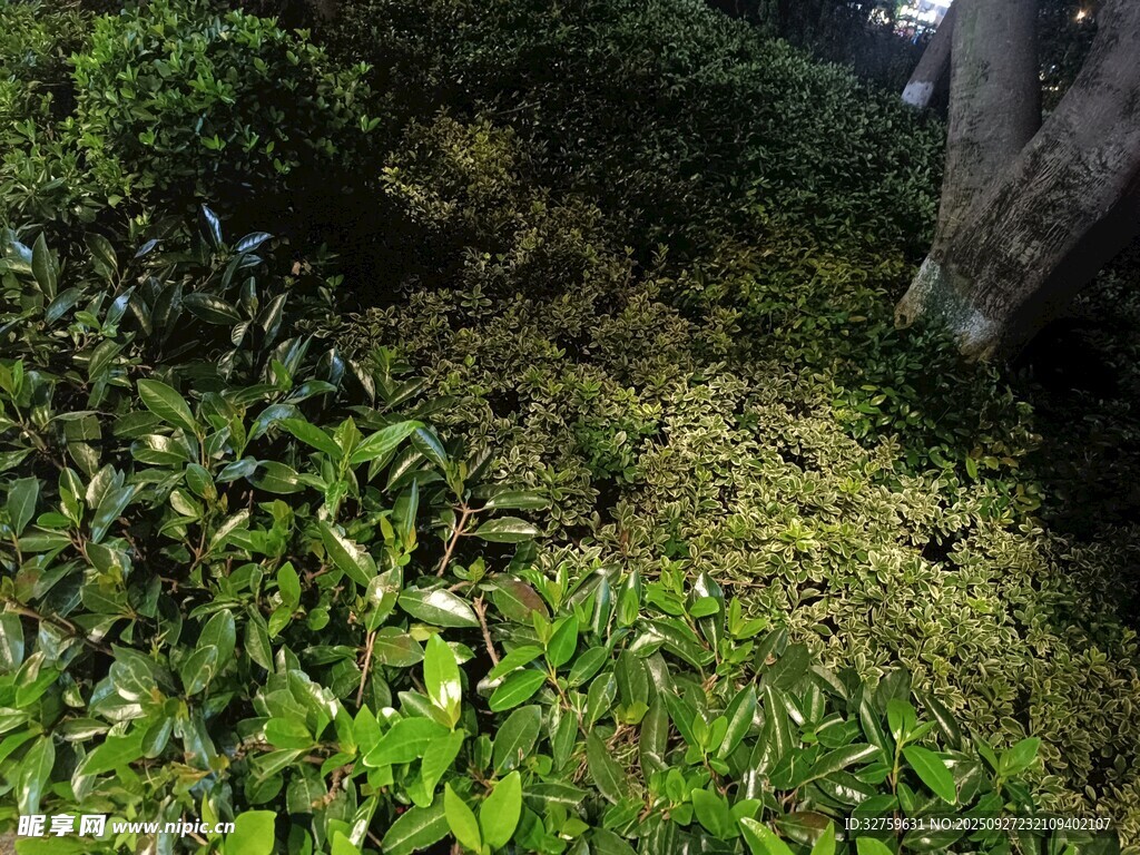 山間綠意盎然的茂密植被