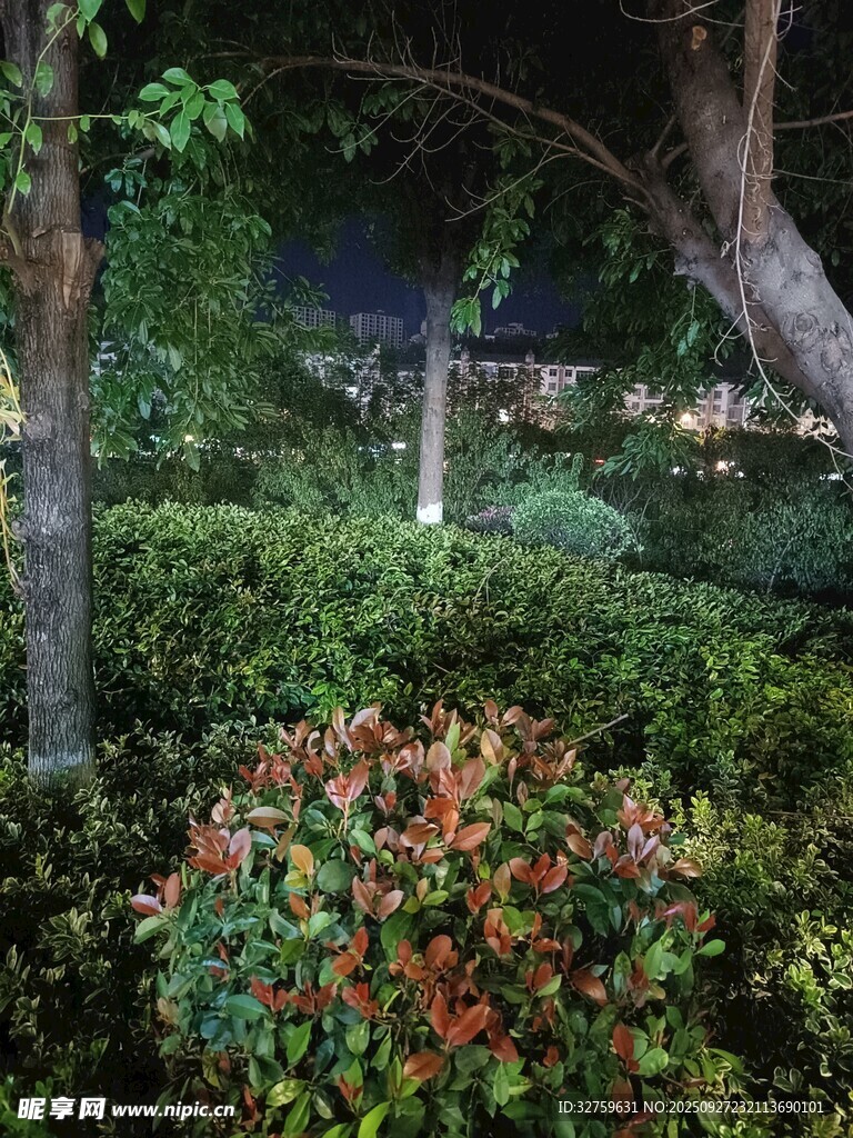 夜晚花園綠植景觀