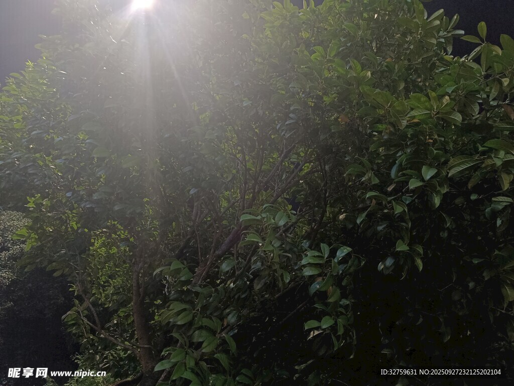 夜間綠植被燈光照亮場(chǎng)景