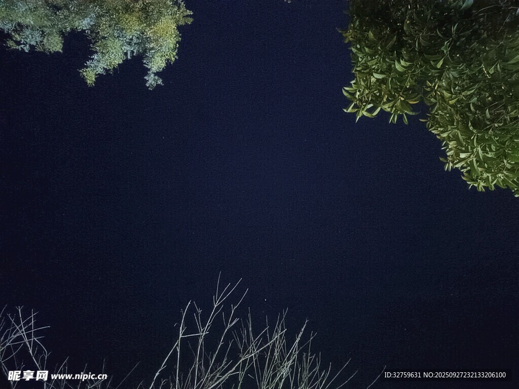 夜空下的樹木與光禿枝丫