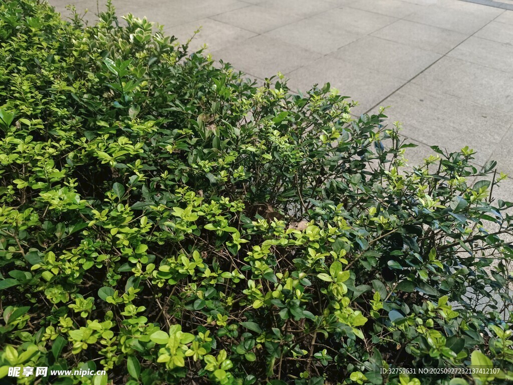 翠綠灌木叢